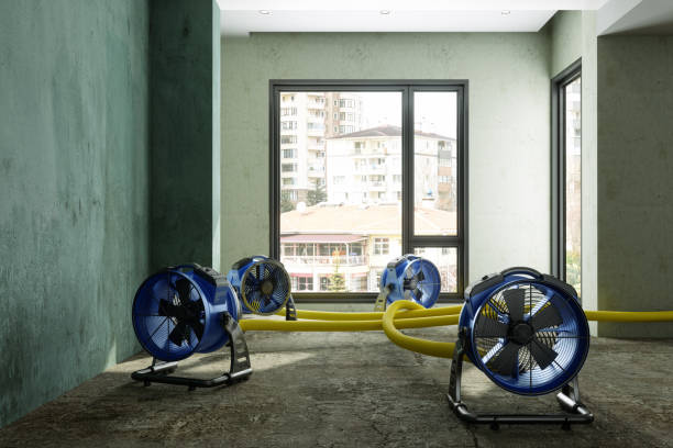 Best Professional water damage repair  in Woodlawn, OH